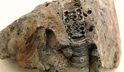 окаменелость