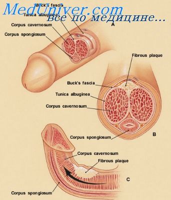 тестостерон