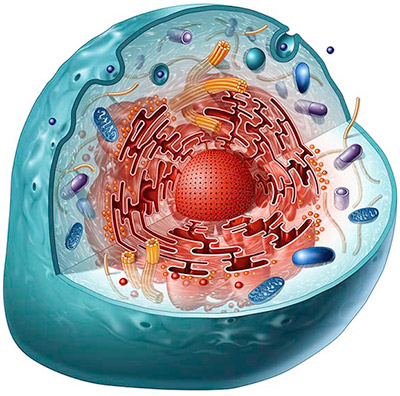гигантской клетки