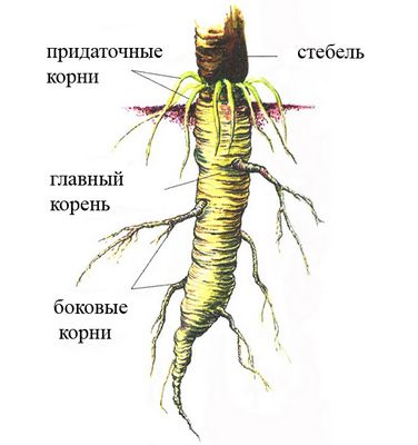 рэффлесии