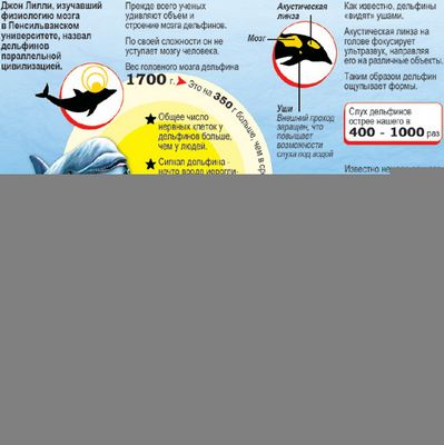 дельфин