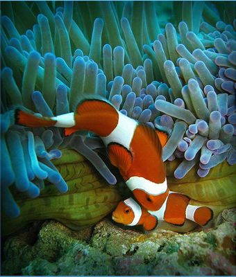 программное обеспечение