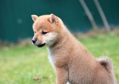 спинного мозга