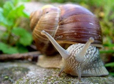 улитка