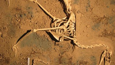 террористической птицы