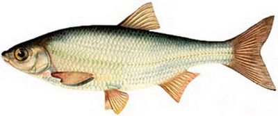 четвероногих животных