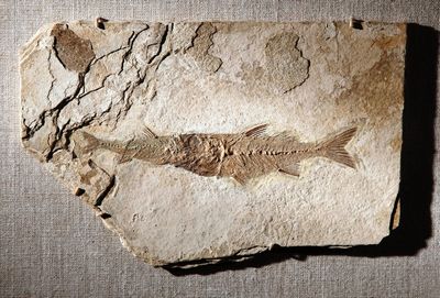 окаменелость