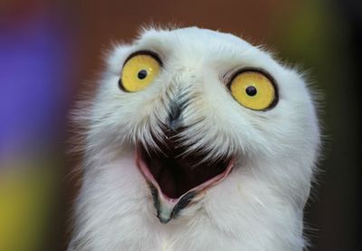 мурлыканье