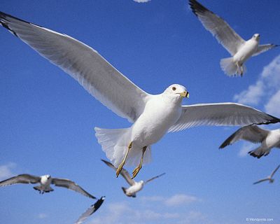 клюв клюв