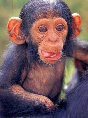 выражениям лица