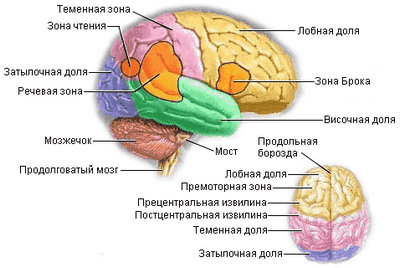 мозг