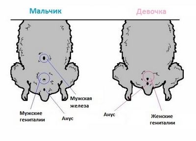 scienceshot