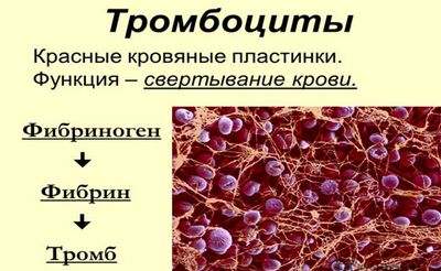 тромбоцит