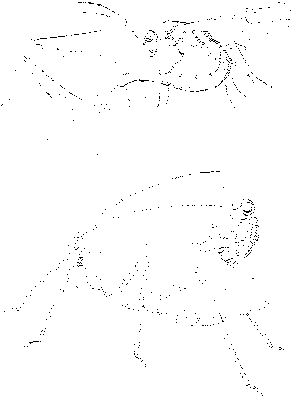 укус укус