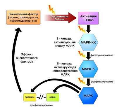 Мутация меланомы меняет метаболизм клеток