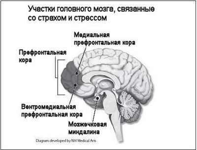 Посттравматическое стрессовое расстройство, некоторые рецепты от посттравматического стрессового расстройства могут повысить риск развития деменции