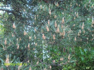 зерновых культур