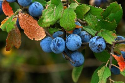 ранних пташек