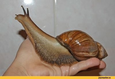 свои воспоминания