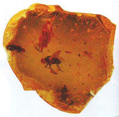 окаменелость