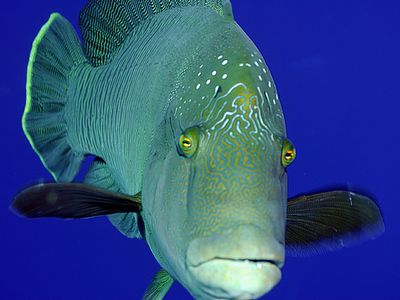 водных животных