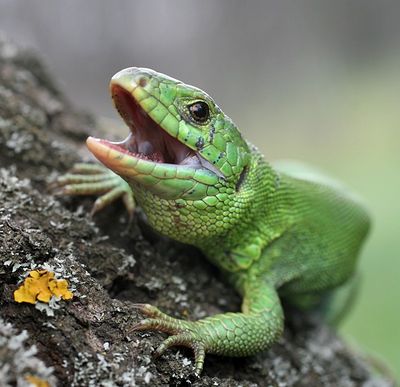 остальная часть