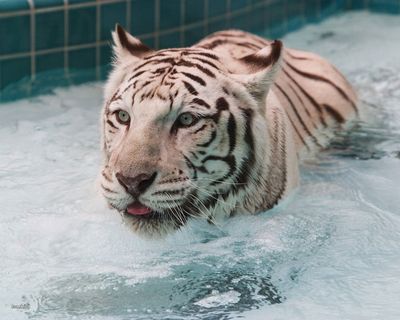 позвоночных животных