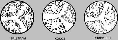 бактерия