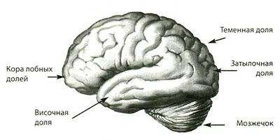 мозг